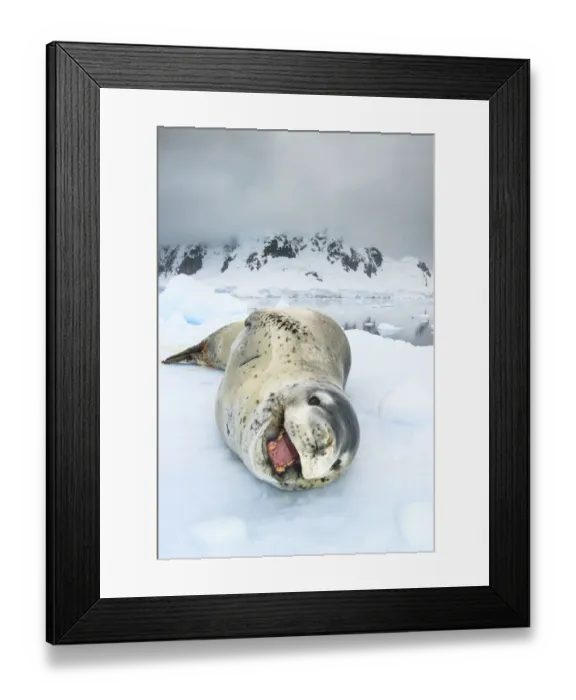 Framed Print : Leopard seal (Hydrurga leptonyx) resting over an iceberg, Antarctic Peninsula, Antarctica Framed Print : Leopard seal (Hydrurga leptonyx) resting over an iceberg, Antarctic Peninsula, Antarctica