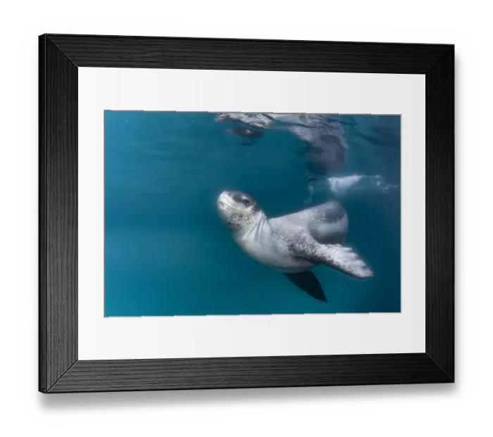 Framed Print : Leopard seal (Hydrurga leptonyx), Antarctic Peninsula, Antarctica Framed Print : Leopard seal (Hydrurga leptonyx), Antarctic Peninsula, Antarctica