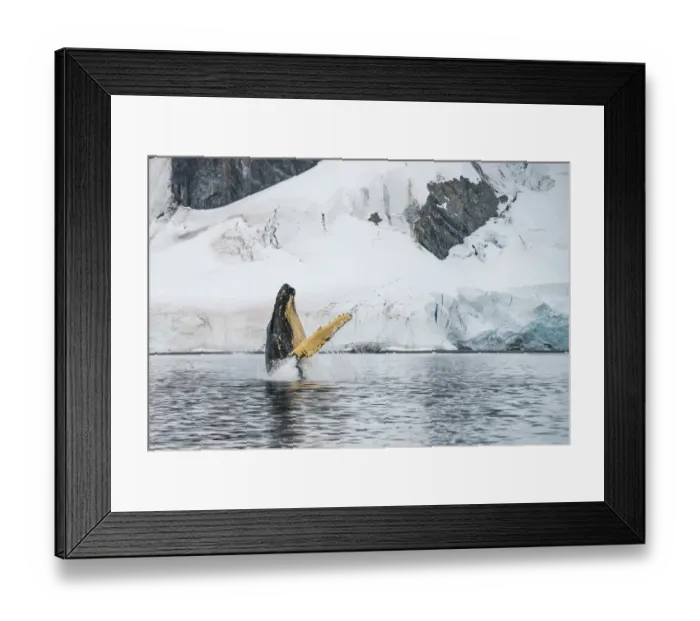 Framed Print : Humpback whale (Megaptera novaeangliae) breaching, Antarctic Peninsula, Antarctica Framed Print : Humpback whale (Megaptera novaeangliae) breaching, Antarctic Peninsula, Antarctica