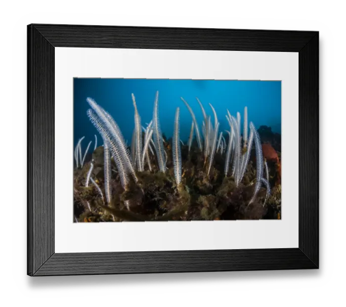 Framed Print : Primnoella soft coral, Antarctic Peninsula, Antarctica Framed Print : Primnoella soft coral, Antarctic Peninsula, Antarctica