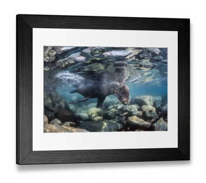Framed Print : Antarctic fur seal (Arctocephalus gazella), Antarctic Peninsula, Antarctica Framed Print : Antarctic fur seal (Arctocephalus gazella), Antarctic Peninsula, Antarctica