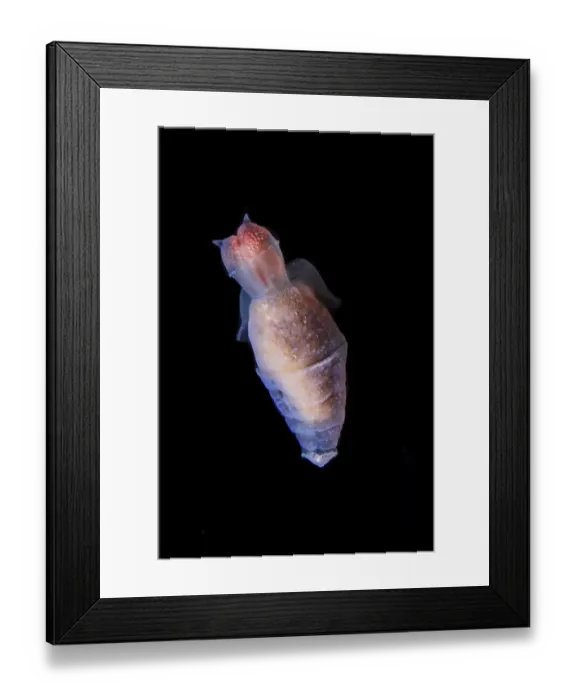 Framed Print : Sea angel (Clione limacina), Antarctic Peninsula, Antarctica Framed Print : Sea angel (Clione limacina), Antarctic Peninsula, Antarctica