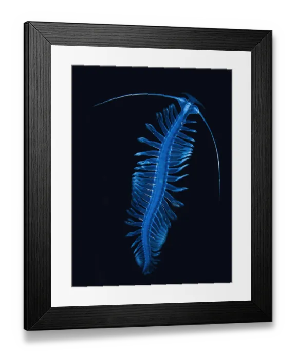Framed Print : Bristle worm (Polychaeta sp), Antarctic Peninsula, Antarctica Framed Print : Bristle worm (Polychaeta sp), Antarctic Peninsula, Antarctica