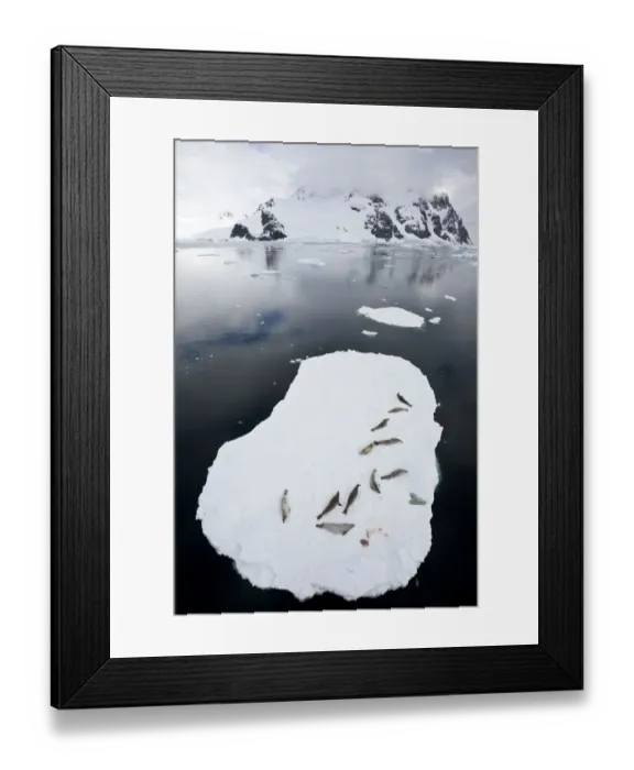 Framed Print : Crabeater seals (Lobodon carcinophaga) resting on ice floating ice sheet, Antarctic Peninsula Framed Print : Crabeater seals (Lobodon carcinophaga) resting on ice floating ice sheet, Antarctic Peninsula