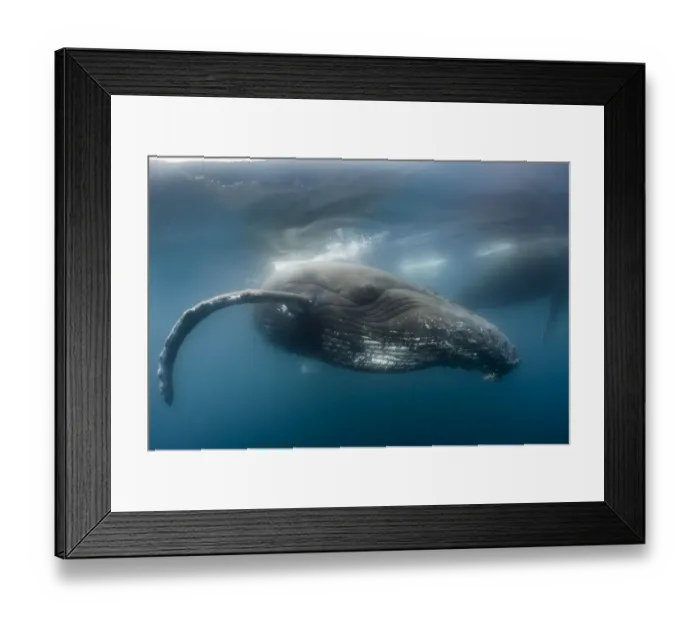 Framed Print : Humpback whale (Megaptera novaeangliae), Antarctic Peninsula, Antarctica Framed Print : Humpback whale (Megaptera novaeangliae), Antarctic Peninsula, Antarctica