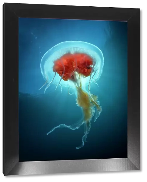 Jellyfish (Diplulmaris antarctica) Cuverville, Antarctic Peninsula, Antarctica
