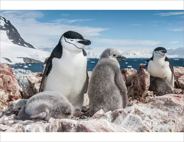 Chinstrap penguin (Pygoscelis antarcticus) with chicks, Antarctic Peninsula, Antarctica