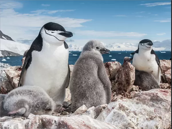 Chinstrap penguin (Pygoscelis antarcticus) with chicks, Antarctic Peninsula, Antarctica