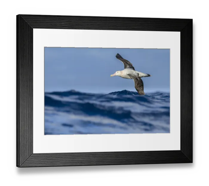 Framed Print : Wandering albatross (Diomedea exulans) flying on the open ocean, Drake passage, Antarctic Framed Print : Wandering albatross (Diomedea exulans) flying on the open ocean, Drake passage, Antarctic