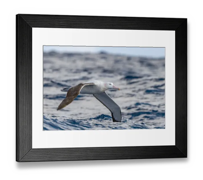 Framed Print : Wandering albatross (Diomedea exulans) flying on the open ocean, Drake passage, Antarctic