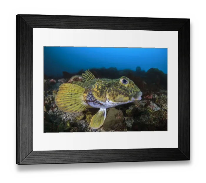 Framed Print : Humped rockcod (Gobionotothen gibberiformis), Antarctic Peninsula, Antarctica Framed Print : Humped rockcod (Gobionotothen gibberiformis), Antarctic Peninsula, Antarctica