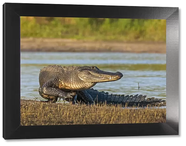 American alligator (Alligator mississippiensis) emerging from water, in evening light