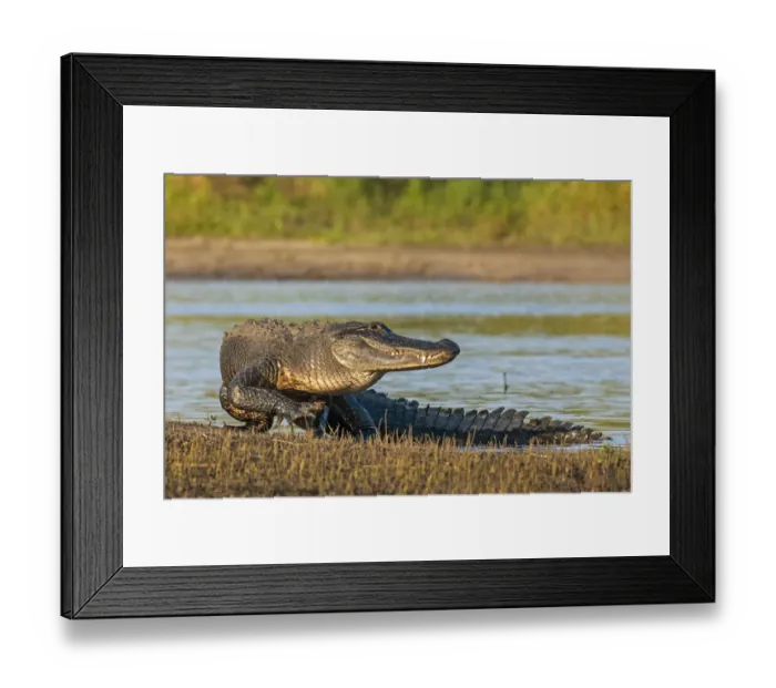 Framed Print : American alligator (Alligator mississippiensis) emerging from water, in evening light Framed Print : American alligator (Alligator mississippiensis) emerging from water, in evening light