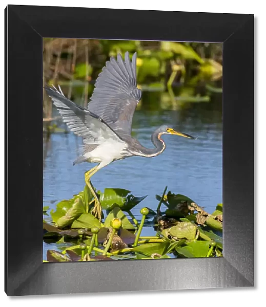 Tricoloured heron (Egretta tricolor) fishing by flying low over water, amongst Water lilies