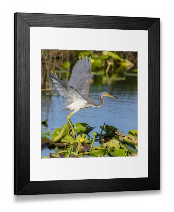 Framed Print : Tricoloured heron (Egretta tricolor) fishing by flying low over water, amongst Water lilies Framed Print : Tricoloured heron (Egretta tricolor) fishing by flying low over water, amongst Water lilies