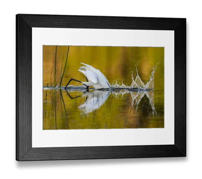 Framed Print : Great egret (Ardea alba) diving head into water to catch prey, in evening light Framed Print : Great egret (Ardea alba) diving head into water to catch prey, in evening light
