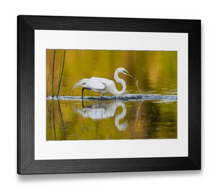 Framed Print : Great egret (Ardea alba) with prey in beak, in evening light. Myakka River State Park Framed Print : Great egret (Ardea alba) with prey in beak, in evening light. Myakka River State Park