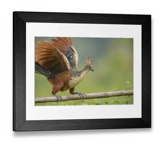 Framed Print : Hoatzin (Ophisthocomus hoazin) perched on wooden bar overlooking oxbow lake. Manu National Park Framed Print : Hoatzin (Ophisthocomus hoazin) perched on wooden bar overlooking oxbow lake. Manu National Park
