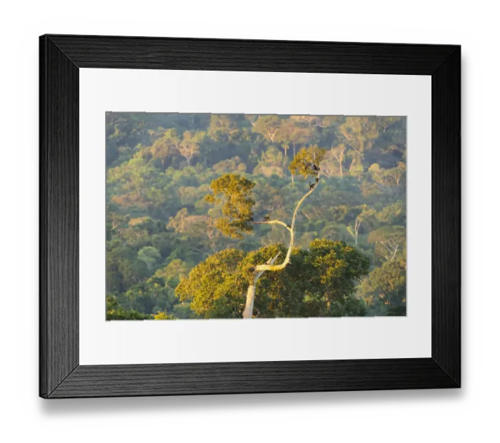 Framed Print : Peruvian Spider Monkeys (Ateles chamek) in the canopy of the Peruvian Amazon, at sleeping roost Framed Print : Peruvian Spider Monkeys (Ateles chamek) in the canopy of the Peruvian Amazon, at sleeping roost