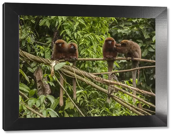 Dusky Titi monkey (Callicebus moloch) family troop sitting on a fallen tree in the Peruvian Amazon