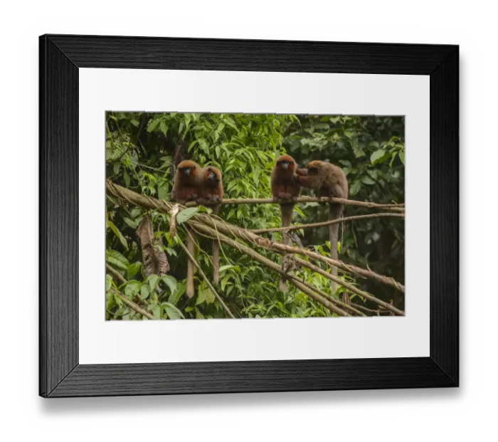 Framed Print : Dusky Titi monkey (Callicebus moloch) family troop sitting on a fallen tree in the Peruvian Amazon Framed Print : Dusky Titi monkey (Callicebus moloch) family troop sitting on a fallen tree in the Peruvian Amazon