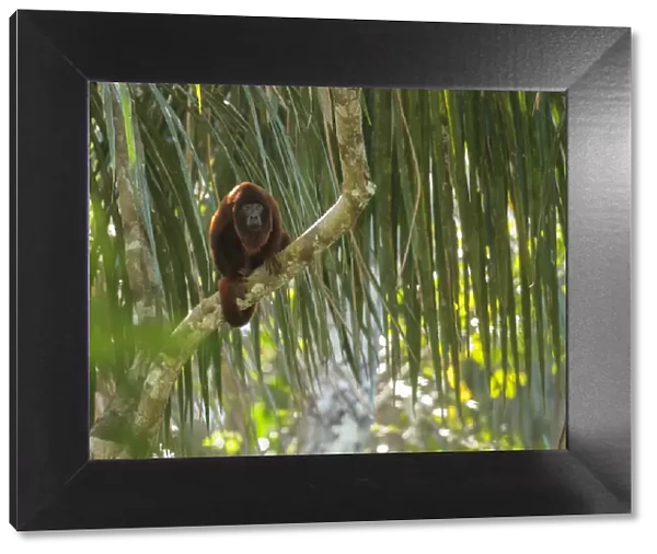Purus red howler monkey (Alouatta puruensis) sitting in the rainforest canopy. Madre de Dios, Peru