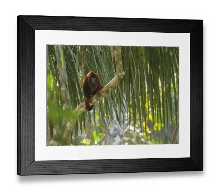 Framed Print : Purus red howler monkey (Alouatta puruensis) sitting in the rainforest canopy. Madre de Dios, Peru Framed Print : Purus red howler monkey (Alouatta puruensis) sitting in the rainforest canopy. Madre de Dios, Peru