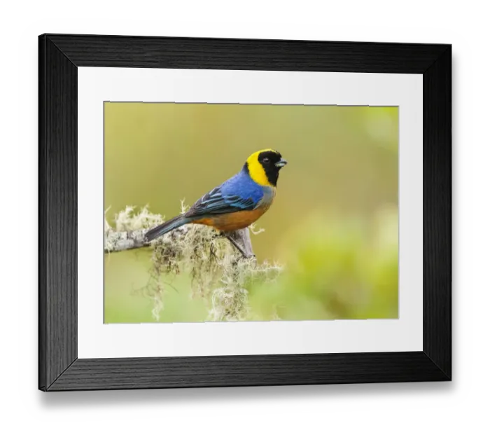 Framed Print : Golden-collared Tanager (Iridosornis jelskii), in the Peruvian cloud forest Framed Print : Golden-collared Tanager (Iridosornis jelskii), in the Peruvian cloud forest