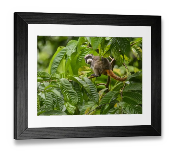 Framed Print : Emperor Tamarin (Saguinus imperator) in a rainforest clearing Framed Print : Emperor Tamarin (Saguinus imperator) in a rainforest clearing