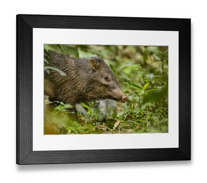 Framed Print : Collared peccary (Pecari tajacu) standing on the rainforest floor. Madre de Dios, Peru Framed Print : Collared peccary (Pecari tajacu) standing on the rainforest floor. Madre de Dios, Peru