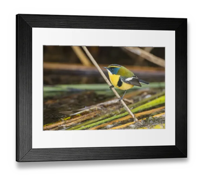 Framed Print : Many-coloured rush tyrant (Tachuris rubrigastra) perched on reed stem at the waters edge