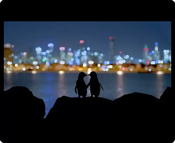 Little blue penguin (Eudyptula minor), two standing on rocks at night, silhouetted against Melbourne city lights. St Kilda breakwater, Victoria, Australia. December 2016. COP26 Countdown Photo Competition 2021 Joint winner