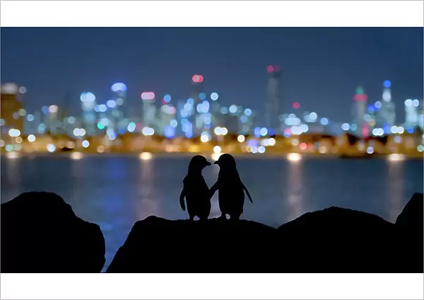 Little blue penguin (Eudyptula minor), two standing on rocks at night, silhouetted against Melbourne city lights. St Kilda breakwater, Victoria, Australia. December 2016. COP26 Countdown Photo Competition 2021 Joint winner