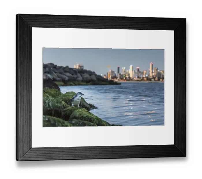 Framed Print : Little penguin (Eudyptula minor) standing on rocks of St Kilda breakwater, returning Framed Print : Little penguin (Eudyptula minor) standing on rocks of St Kilda breakwater, returning