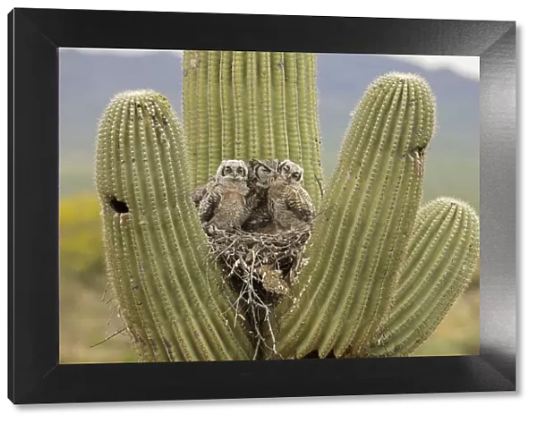 Great horned owl (Bubo virginianus) preening two chicks in nest in Saguaro (Carnegiea