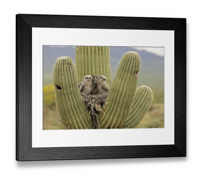 Framed Print : Great horned owl (Bubo virginianus) preening two chicks in nest in Saguaro (Carnegiea