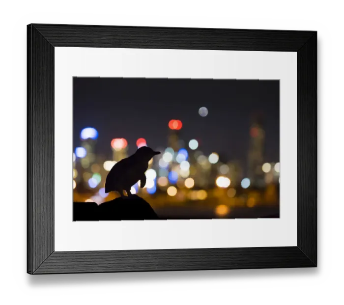 Framed Print : Little penguin (Eudyptula minor) standing on rock, silhouetted by Melbourne city lights Framed Print : Little penguin (Eudyptula minor) standing on rock, silhouetted by Melbourne city lights