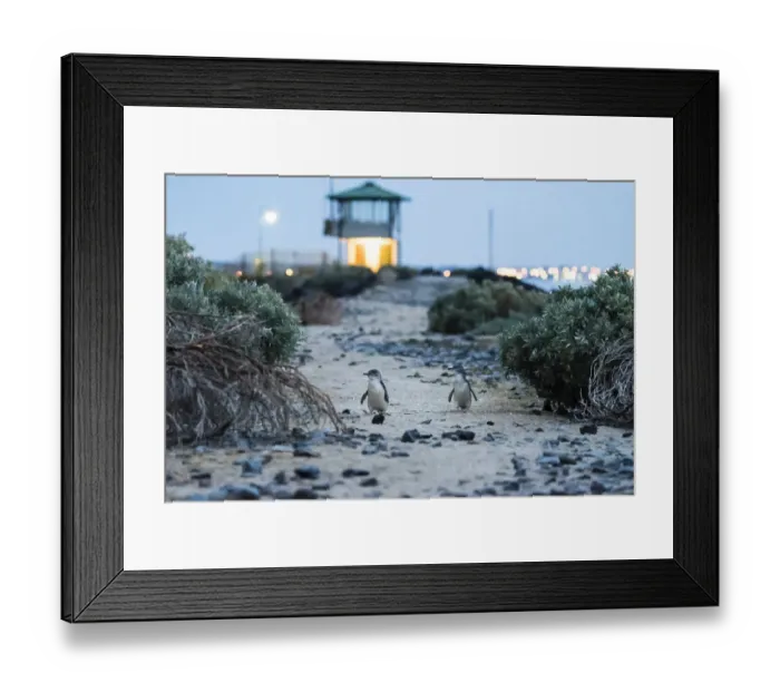 Framed Print : Little penguin (Eudyptula minor), two walking along top of St Kilda breakwater towards Framed Print : Little penguin (Eudyptula minor), two walking along top of St Kilda breakwater towards