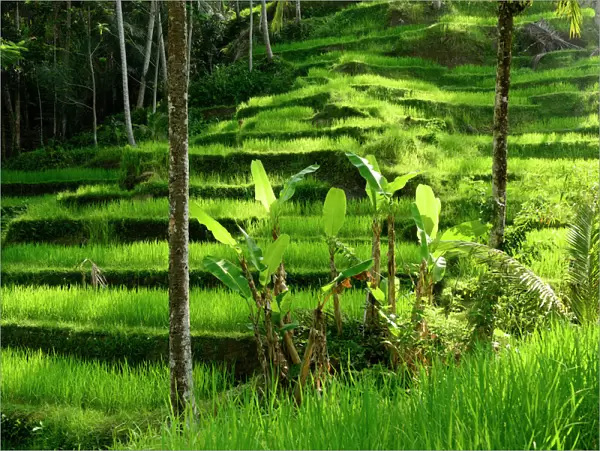 Palms growing in front of Rice (Oryza sativa) terrace. Jatiluwih Green Land, Bali, Indonesia