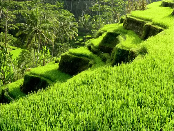 Rice (Oryza sativa) terraces. Jatiluwih Green Land, Bali, Indonesia. 2015