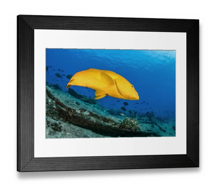 Framed Print : Golden grouper (Mycteroperca rosacea), yellow color-variation of the most common leopard Framed Print : Golden grouper (Mycteroperca rosacea), yellow color-variation of the most common leopard