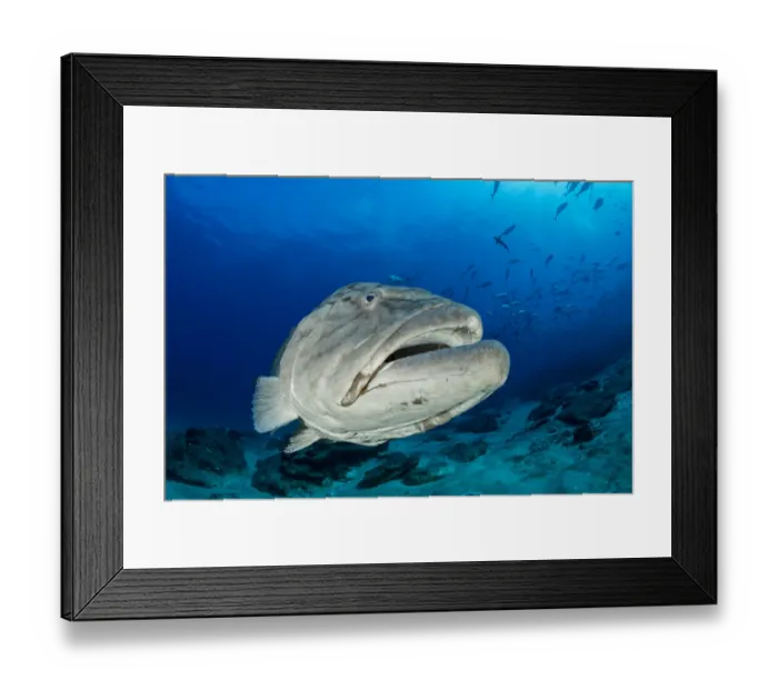 Framed Print : Big Gulf grouper (Mycteroperca jordani), Cabo Pulmo Marine National Park, Baja California Sur Framed Print : Big Gulf grouper (Mycteroperca jordani), Cabo Pulmo Marine National Park, Baja California Sur