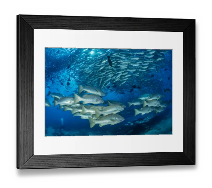 Framed Print : Shoal of Dog snapper, (Lutjanus novemfasciatus) in front of shoal of Big-eye jacks (Caranx sexfasciatus), Cabo Pulmo Marine National Park, Baja California Sur, Mexico Framed Print : Shoal of Dog snapper, (Lutjanus novemfasciatus) in front of shoal of Big-eye jacks (Caranx sexfasciatus), Cabo Pulmo Marine National Park, Baja California Sur, Mexico