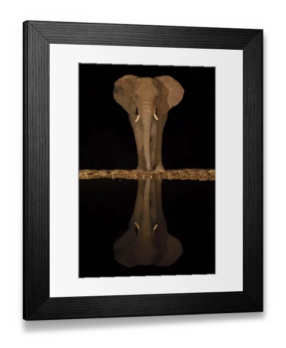 Framed Print : RF - African bush elephant, (Loxodonta africana) at night, reflected in waterhole Framed Print : RF - African bush elephant, (Loxodonta africana) at night, reflected in waterhole