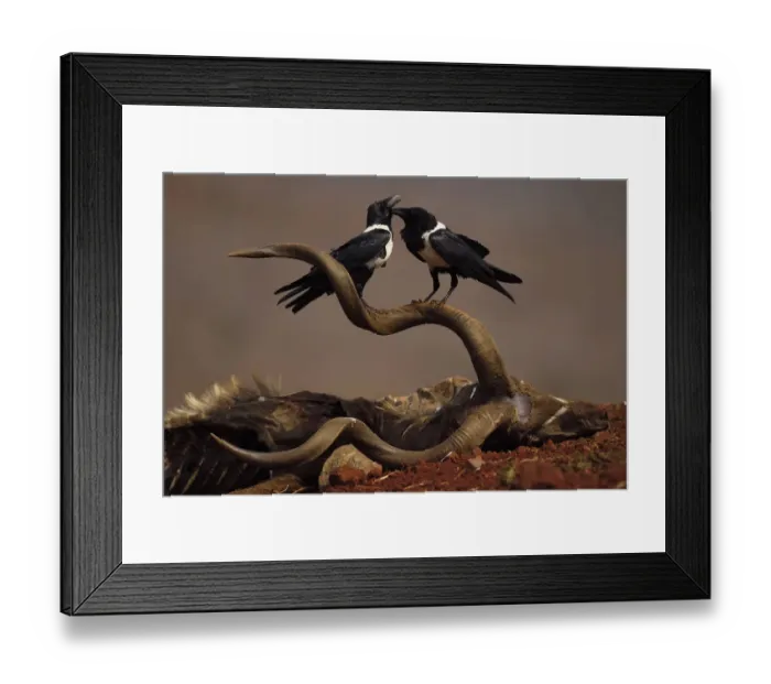 Framed Print : RF - African Pied Crow (Corvus albus) two perched on carcass of a Greater Kudu, (Tragelaphus Framed Print : RF - African Pied Crow (Corvus albus) two perched on carcass of a Greater Kudu, (Tragelaphus
