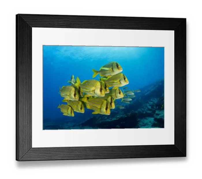 Framed Print : Shoal of colorful yellow fish Panamic porkfish (Anisotremus taeniatus), Cabo Pulmo Framed Print : Shoal of colorful yellow fish Panamic porkfish (Anisotremus taeniatus), Cabo Pulmo