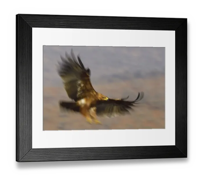 Framed Print : Tawny eagle (Aquila rapax) in flight, Zimanga Private Nature Reserve, KwaZulu Natal Framed Print : Tawny eagle (Aquila rapax) in flight, Zimanga Private Nature Reserve, KwaZulu Natal