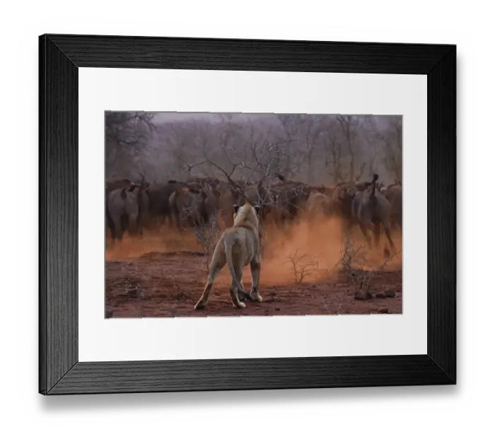 Framed Print : African lion, (Panthera leo) confronted by a herd of African buffalo / Cape buffalo Framed Print : African lion, (Panthera leo) confronted by a herd of African buffalo / Cape buffalo
