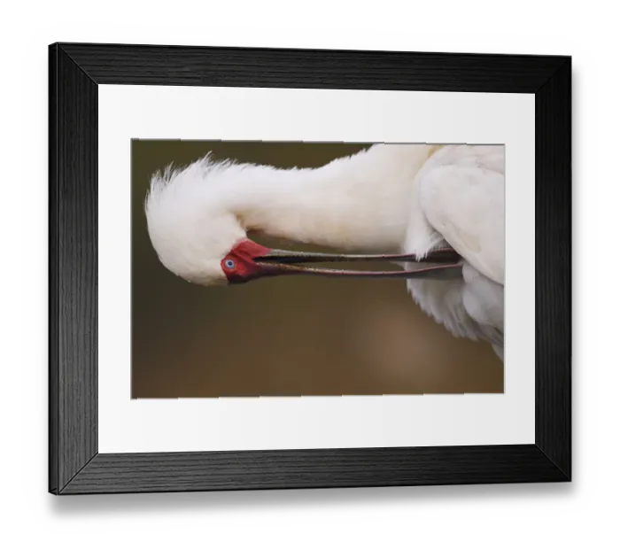 Framed Print : African Spoonbill (Platalea alba) preening, Zimanga Private Nature Reserve, KwaZulu Natal Framed Print : African Spoonbill (Platalea alba) preening, Zimanga Private Nature Reserve, KwaZulu Natal
