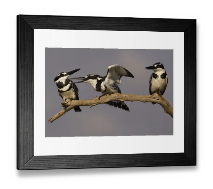 Framed Print : RF - Pied kingfisher (Ceryle rudis) group of three perched on branch, squabbling